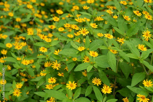 yellow flowers in the garden