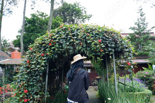 person picking flowers