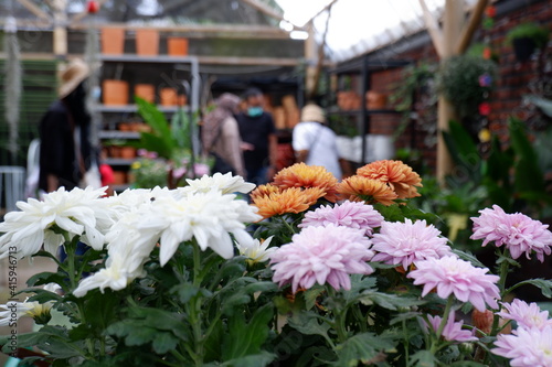 flowers in the garden