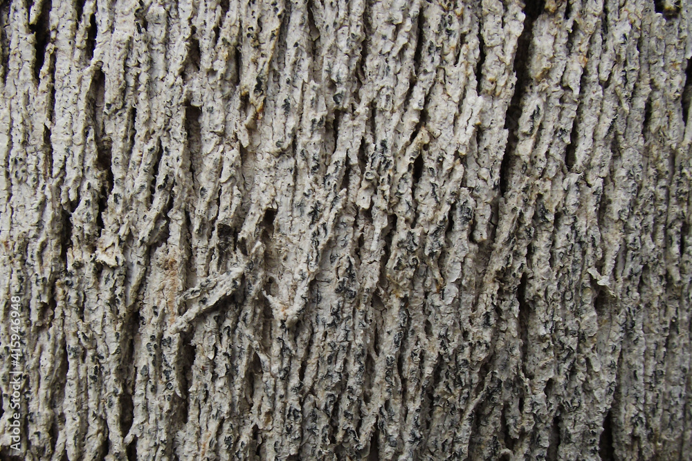 texture of natural tree bark in brown shades texture of natural tree bark in brown shades