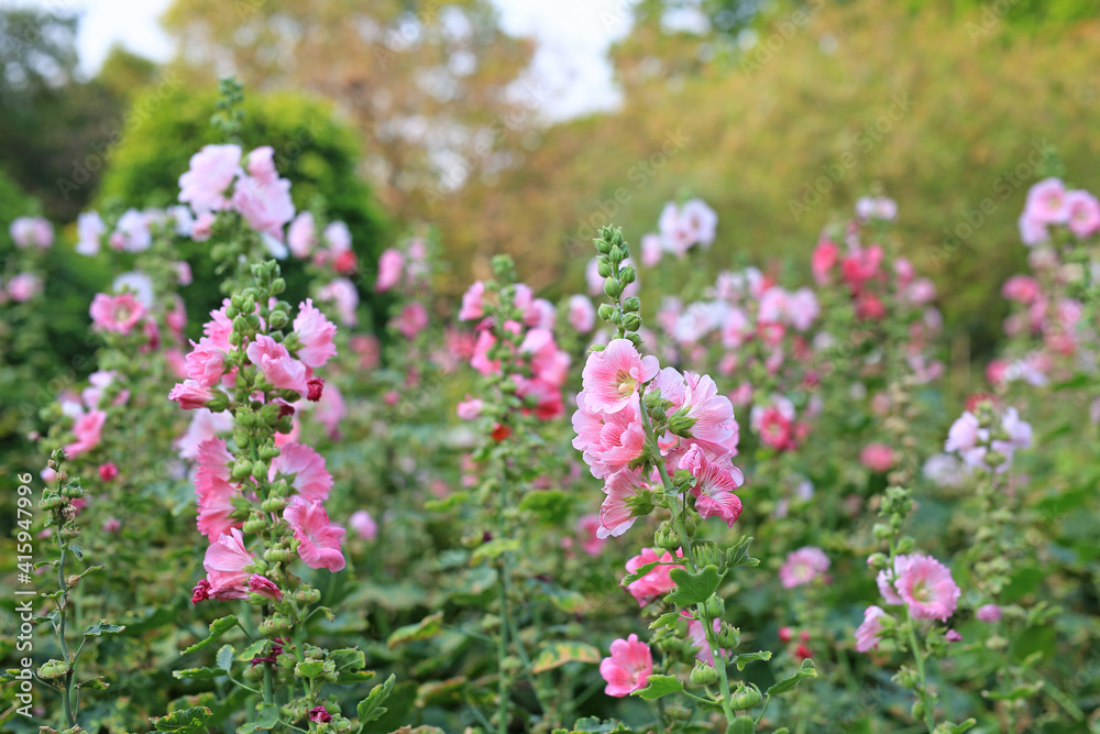 Hollyhock flower in a garden. Red pink Flower of hollyhock in park Hollyhock flower in a garden. Red pink Flower of hollyhock in park