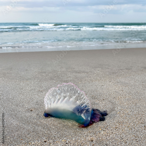 A Portuguese Man o War jellyfish laying on a Atlantic Ocean beach in Florida. photo