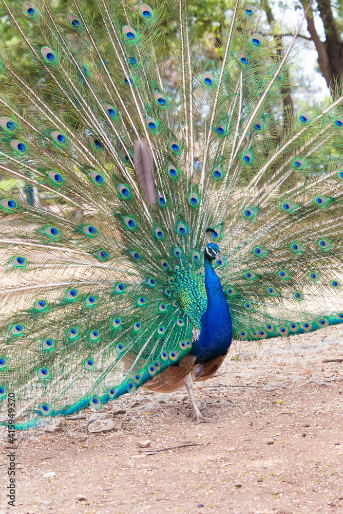 Naklejka premium Croatia, Dubrovnik. Peacock on Lokrum Island in courtship display.