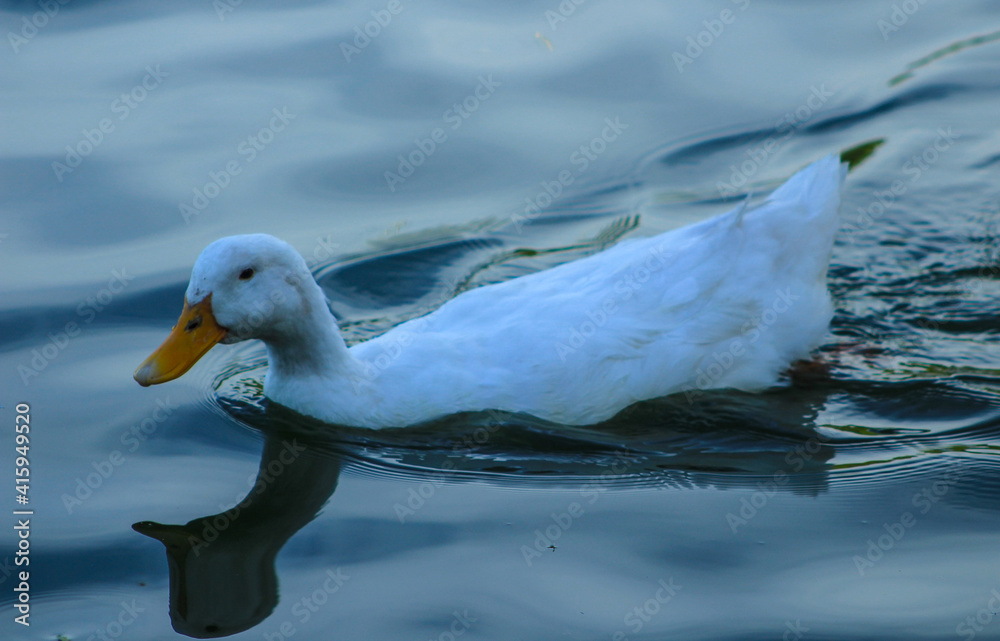 White duck swimming in pure blue water