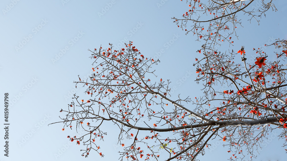 Red cotton flowers are in full bloom and have beautiful branches.