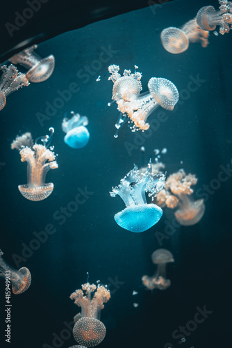  Blue color Jellyfish with orange color jellyfish in an Aquarium © ktahaziz