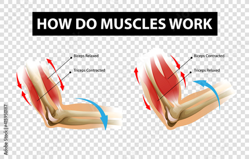 Diagram showing how do muscles work with labels on transparent background