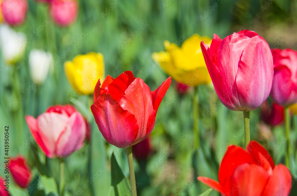 Colorful tulips meadow nature in spring.