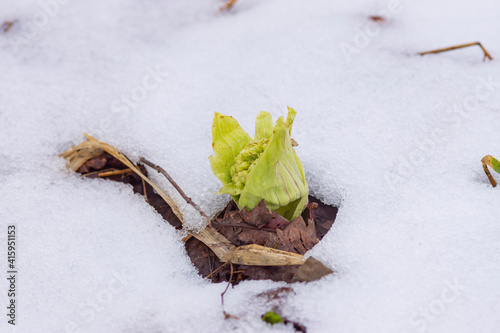 早春の残雪とフキノトウ