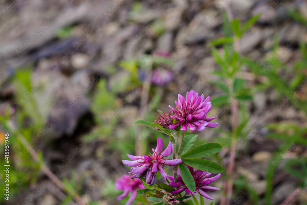 pink flowers on a blurred background. blooming clover. nature background. pink flowers on a blurred background. blooming clover. nature background.