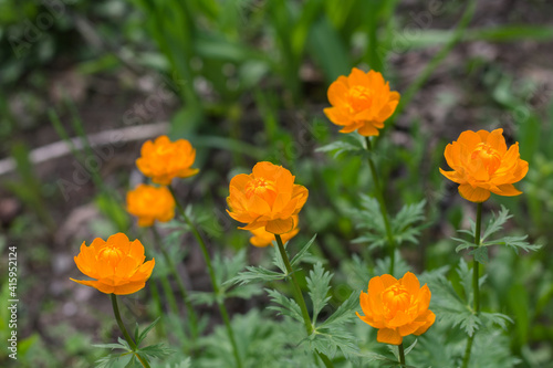 unusual orange flowers. flower bed with decorative flowers. summer