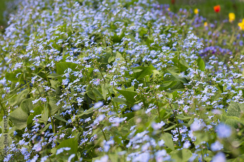 glade with blue small flowers. ornamental plants. urban landscape design. forget me not