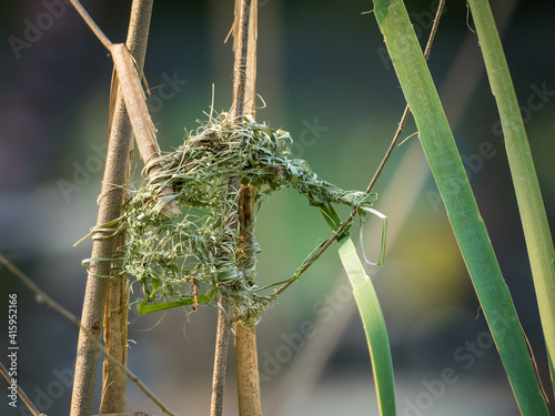 Weaver bird (weaver finches) building nest photo