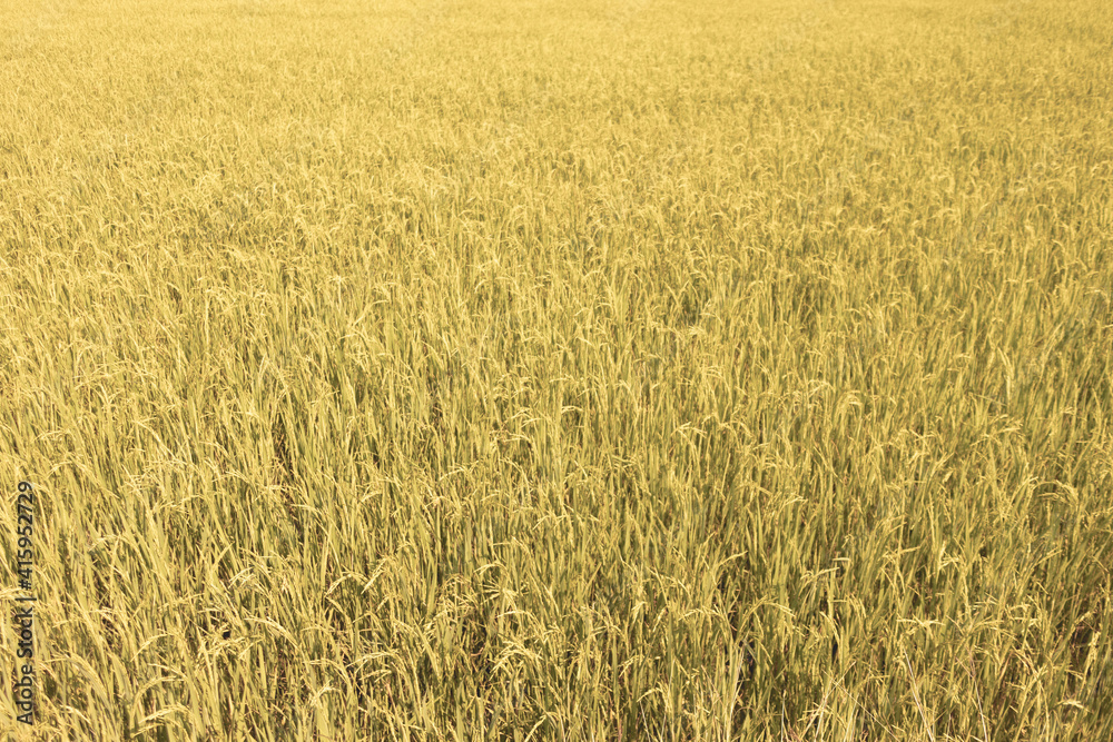 Fresh yellow and green color of rice field in Thailand. Fresh yellow and green color of rice field in Thailand.