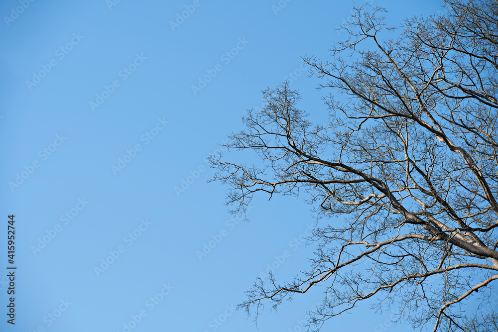 Dead tree and blue sky background,environment concept Dead tree and blue sky background,environment concept