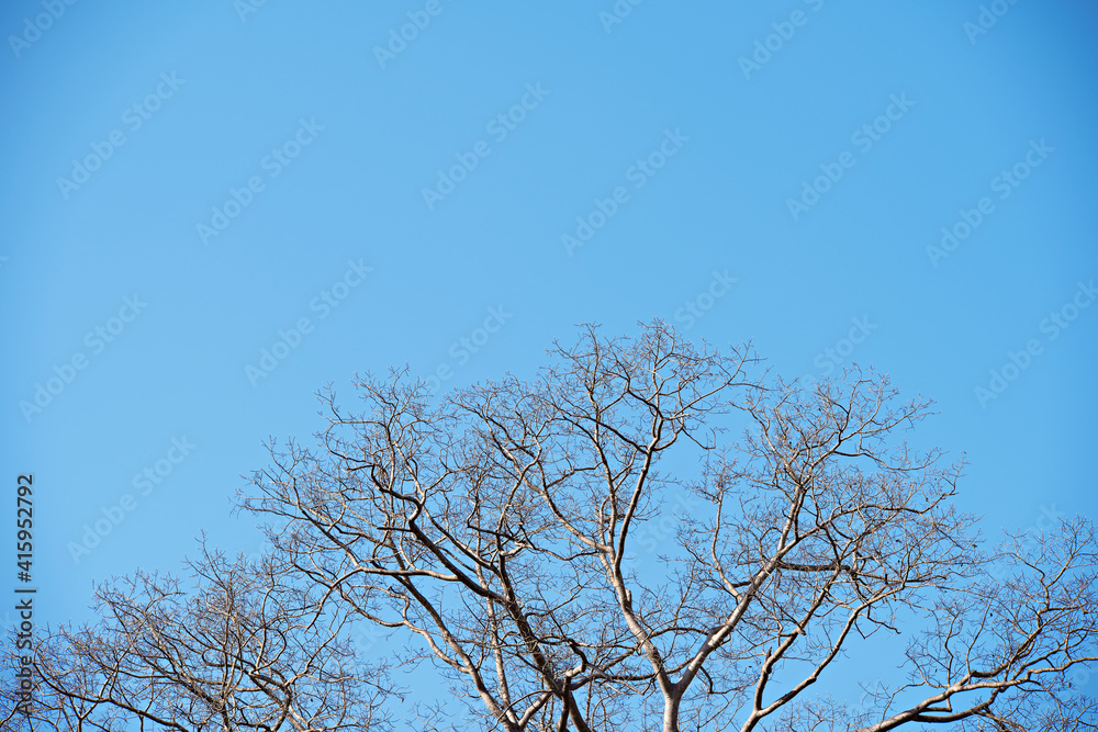 Dead tree and blue sky background,environment concept Dead tree and blue sky background,environment concept