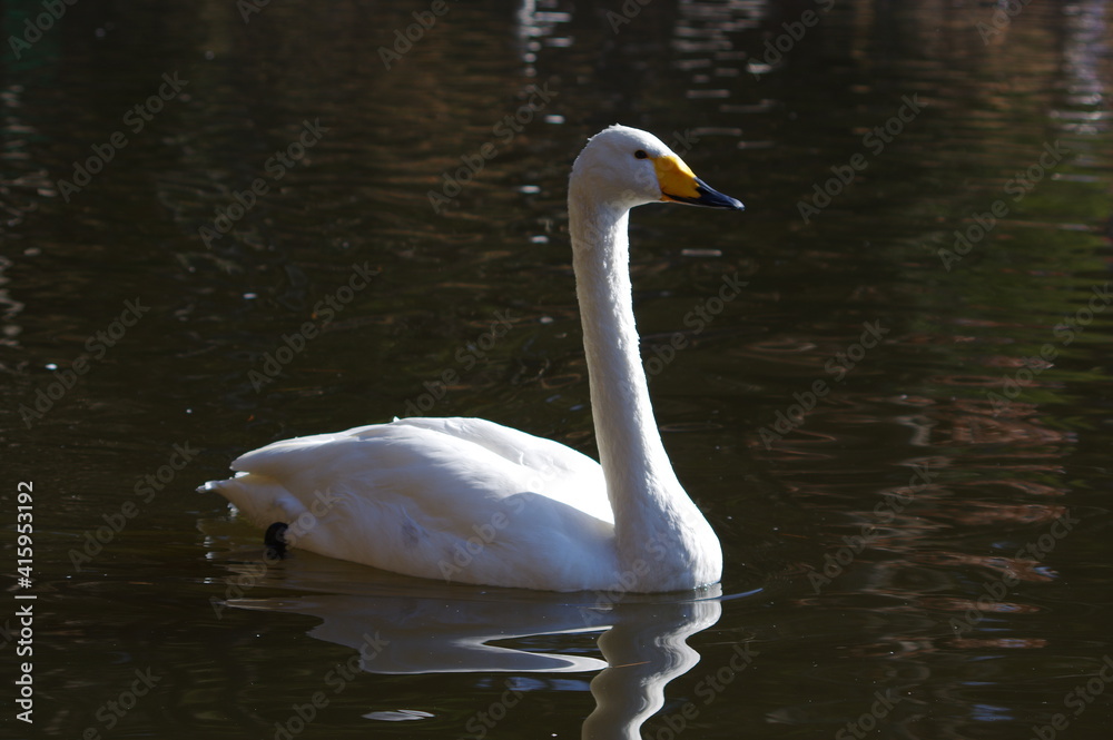 Naklejka premium 厳しい寒さを避けて越冬で飛来地へと渡ってきた、美しい白い羽毛のオオハクチョウ