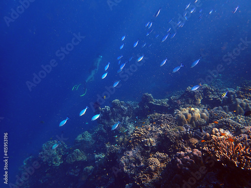 Fototapeta Naklejka Na Ścianę i Meble -  Sea fish with corals in sea and diver, underwater landscape with sea life