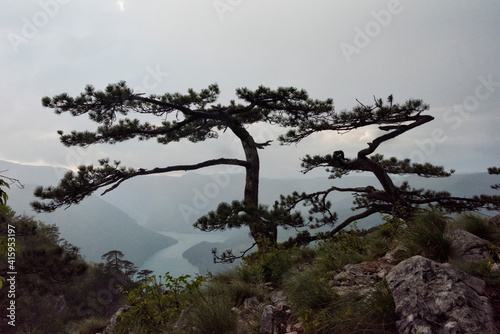 Trees at Banjska Stena viewpoint, National Park Tara, Serbia