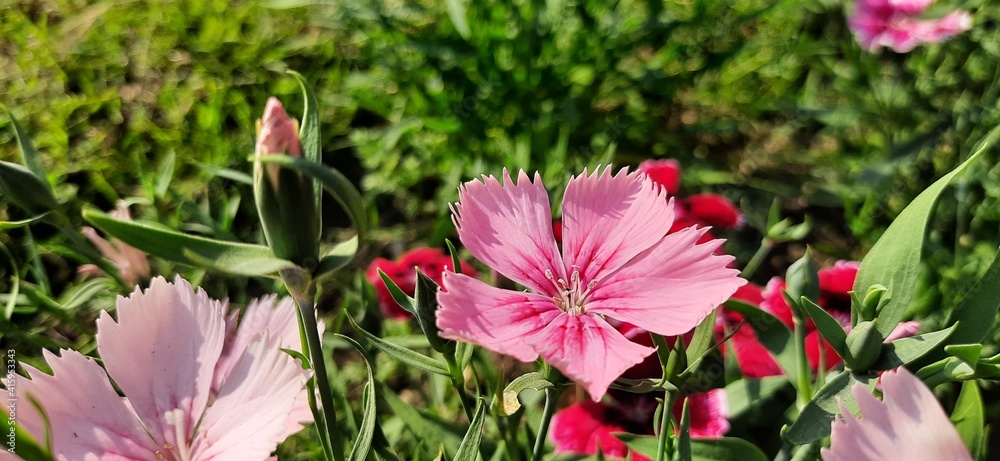 Fototapeta premium pink flowers in spring