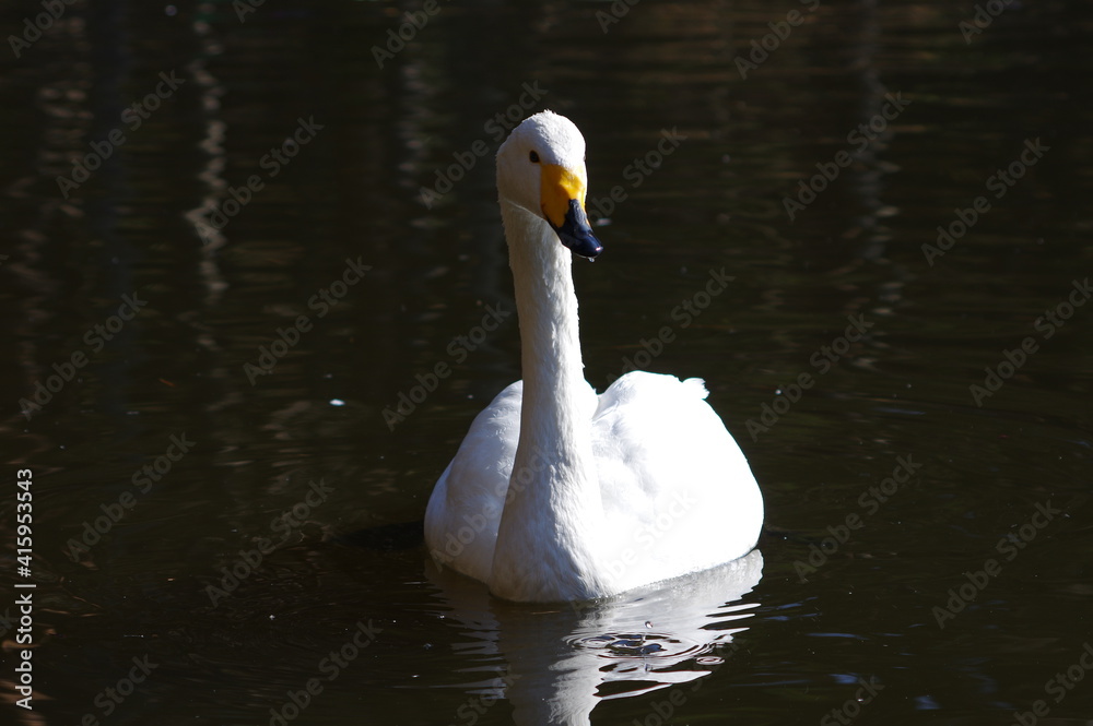 Obraz premium 厳しい寒さを避けて越冬で飛来地へと渡ってきた、美しい白い羽毛のオオハクチョウ