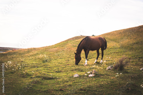 Horses in wilderness 