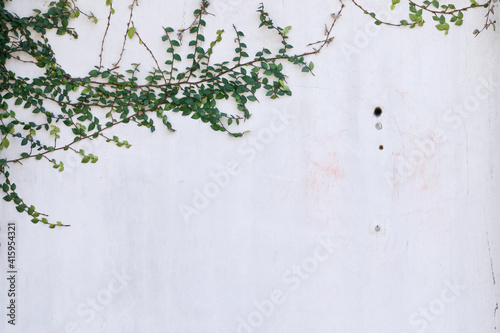 白い塗壁を背景にアイビーの蔓が壁を伝う