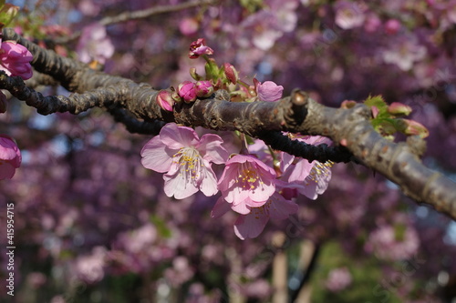 桜の花