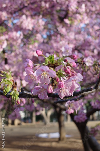 桜の花