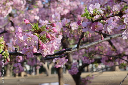 桜の花