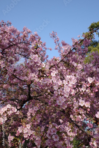 桜の花