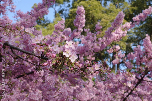 桜の花