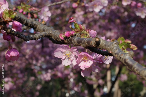 桜の花