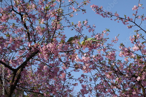 桜の花
