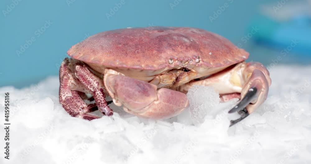 Red Crab Stands On The Ice With Blue Backdrop. close up Red Crab Stands On The Ice With Blue Backdrop. close up