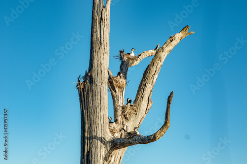 Tree lake Birds 