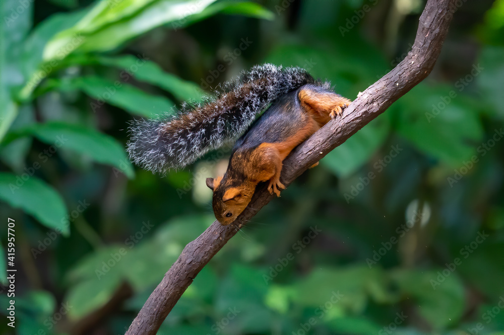 Eastern Grey Squirrel on branch. Scientific name: Sciurus carolinensis. Eastern Grey Squirrel on branch. Scientific name: Sciurus carolinensis.