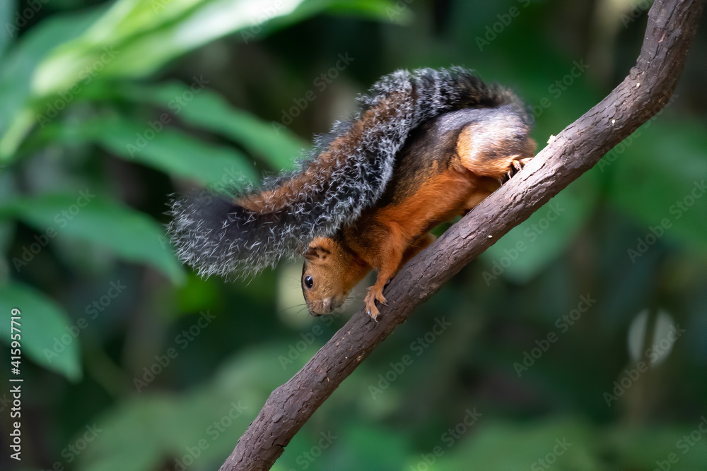 Eastern Grey Squirrel on branch. Scientific name: Sciurus carolinensis.