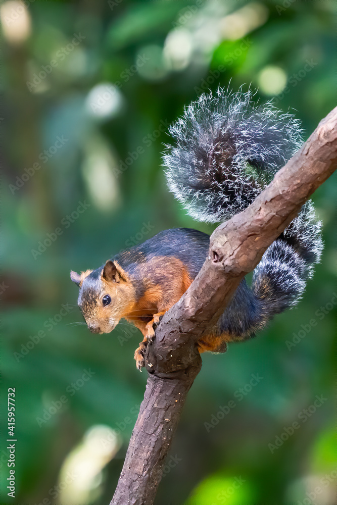 Eastern Grey Squirrel on branch. Scientific name: Sciurus carolinensis. Eastern Grey Squirrel on branch. Scientific name: Sciurus carolinensis.