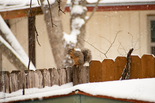 ardilla en nieve