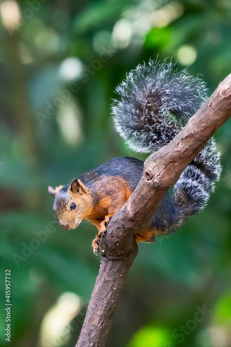 Fototapeta Naklejka Na Ścianę i Meble -  Eastern Grey Squirrel on branch. Scientific name: Sciurus carolinensis.