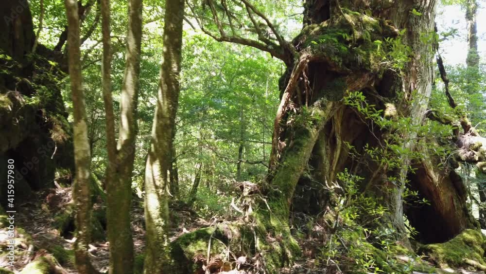 屋久島 白谷雲水峡 太鼓岩 武家杉 公家杉 屋久杉 国立公園 鹿児島 屋久島 白谷雲水峡 太鼓岩 武家杉 公家杉 屋久杉 国立公園 鹿児島