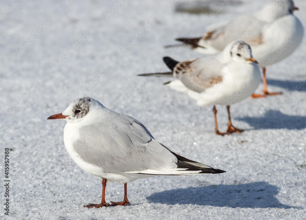 The group of Common Gulls (Larus canus) on ice. Sunny winter day The group of Common Gulls (Larus canus) on ice. Sunny winter day