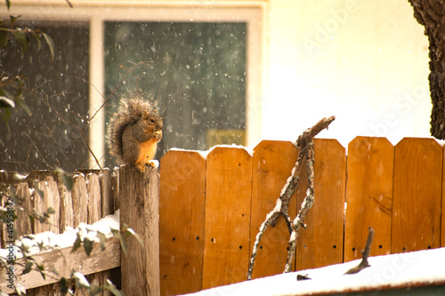 wooden fence