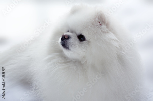 Pomeranian Dog White Adorable and Fluffy. Close up portrait of a pet lying in the bed. © Hanna Aibetova