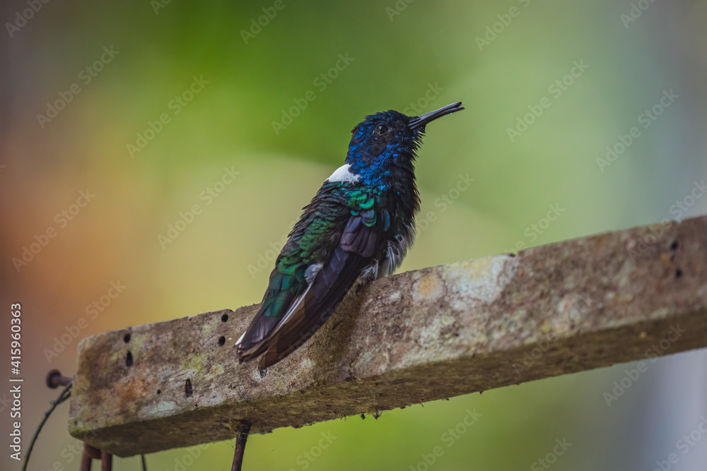 Fototapeta premium Closeup shot of a white-necked Jacobin hummingbird perched on a wooden branch