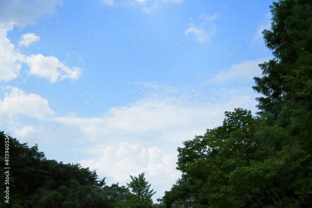 樹木-44 樹木-44