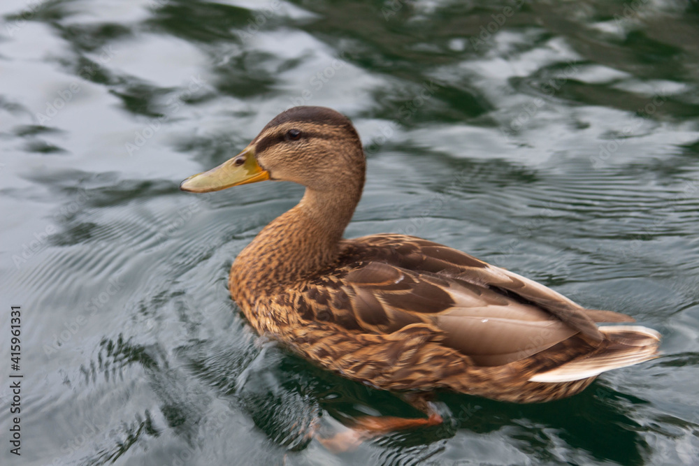 Fototapeta premium ducks swimming in the lake