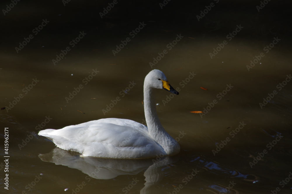 Obraz premium 厳しい寒さを避けて越冬で飛来地へと渡ってきた、美しい白い羽毛のオオハクチョウ