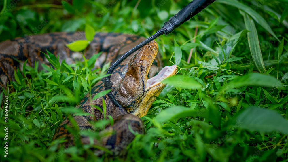 A big and ferocious python catches snakes by hand, beautiful striped boa in a fertile forest. A big and ferocious python catches snakes by hand, beautiful striped boa in a fertile forest.